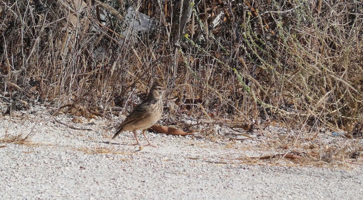 Crested Lark - ML624548927