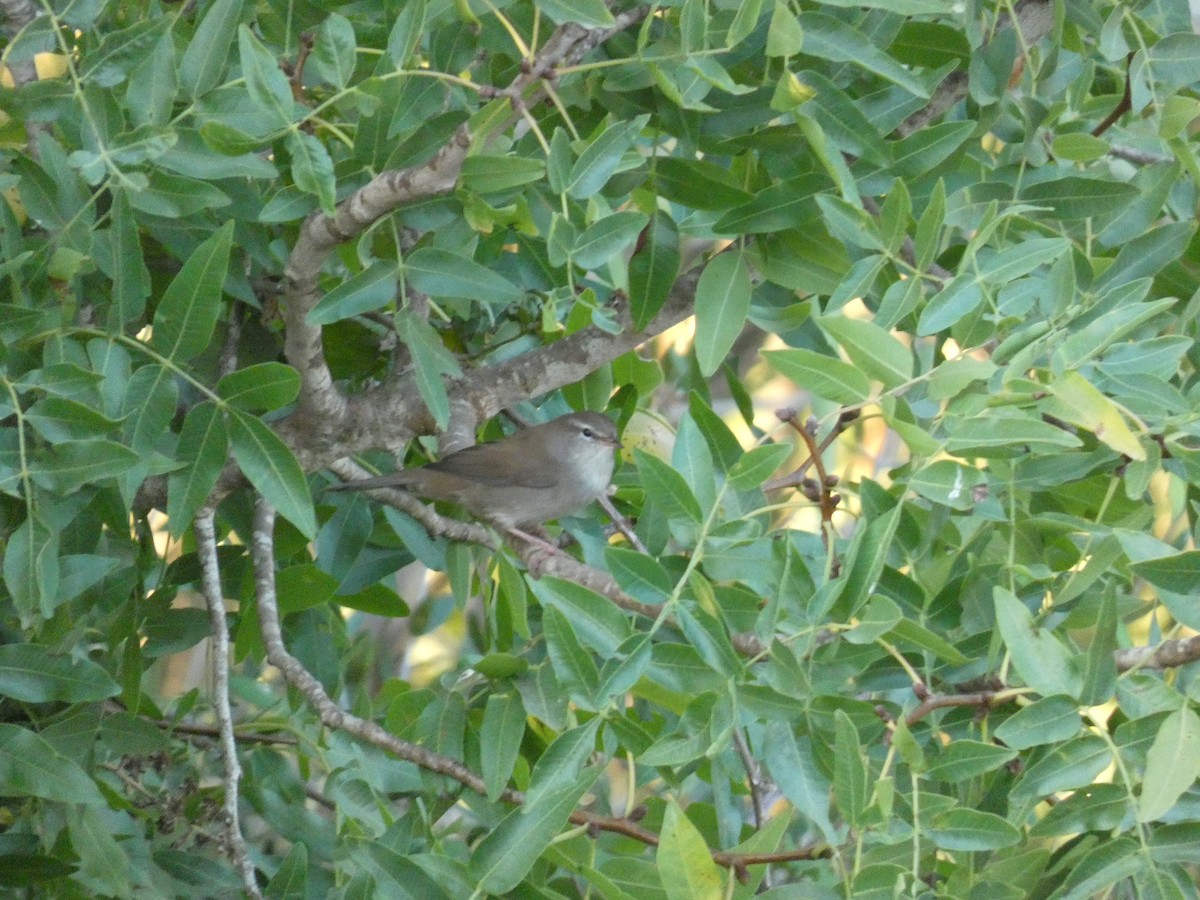 Cetti's Warbler - Gaspar Ferreira