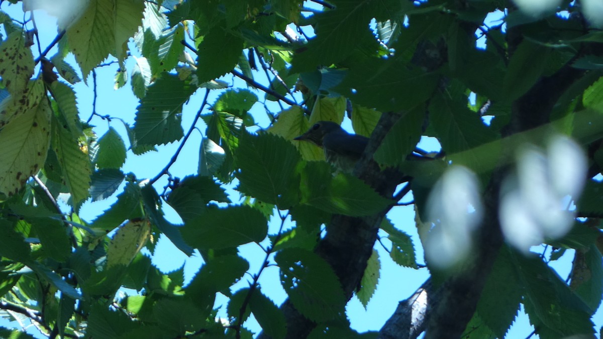 Swainson's Thrush - ML624548978