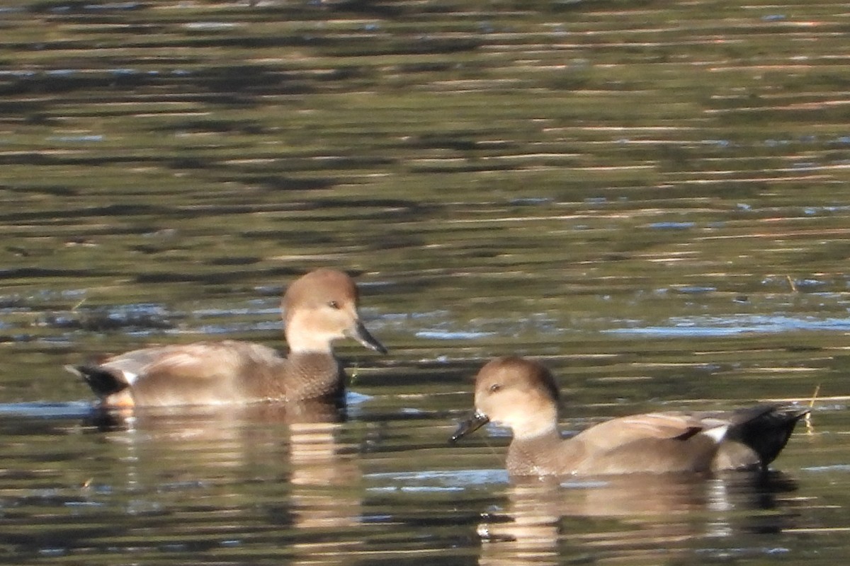 Canard chipeau - ML624548988