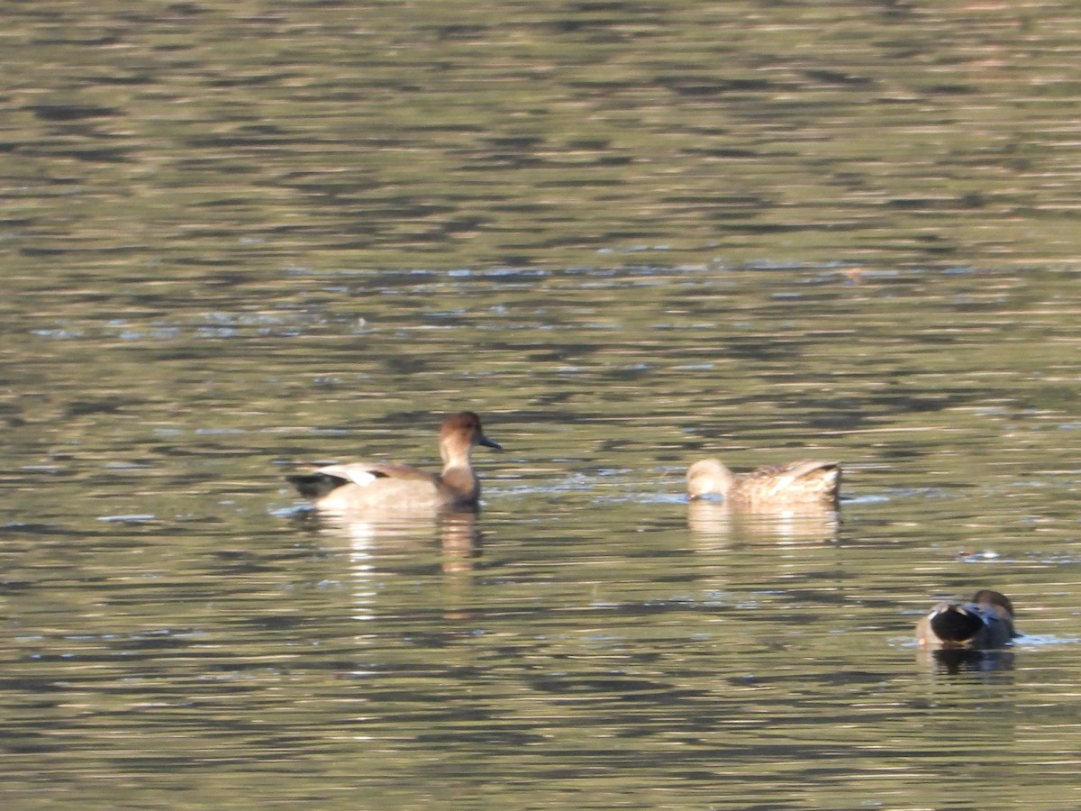 Canard chipeau - ML624548989