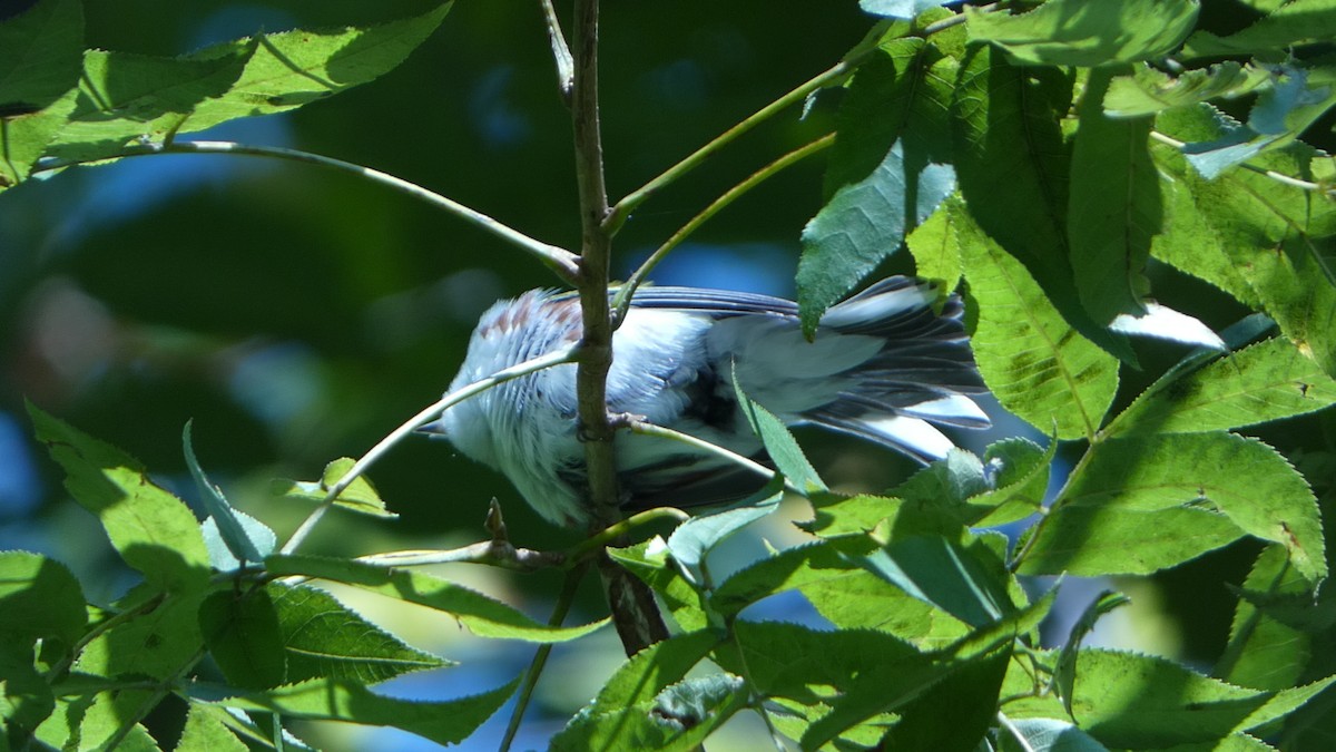 Chestnut-sided Warbler - ML624548997