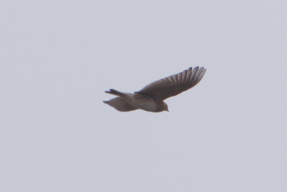 Eurasian Skylark - Alexandra Baranova