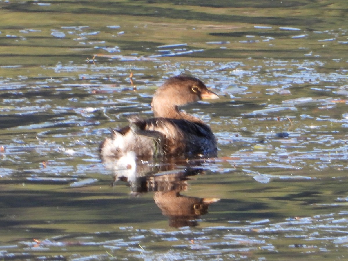 Pied-billed Grebe - ML624549004