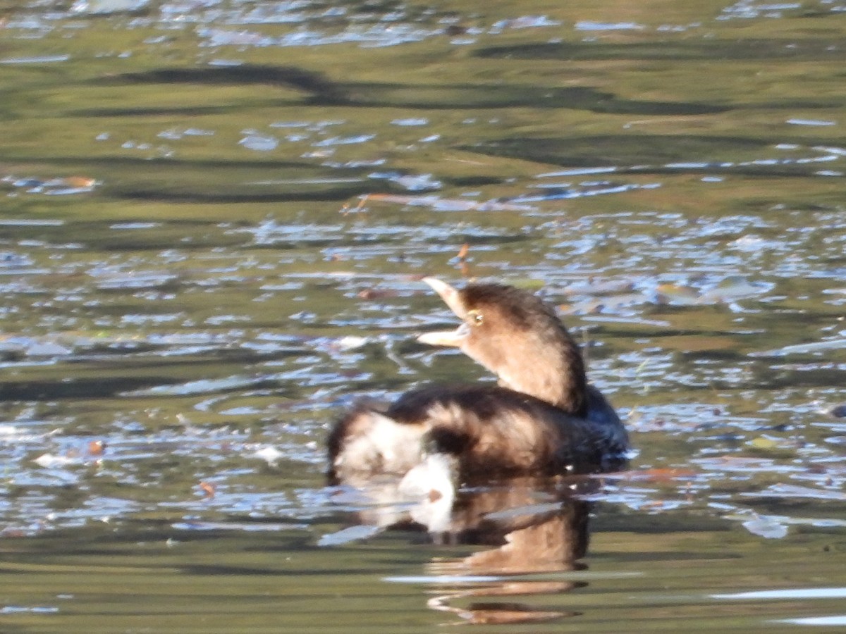 Pied-billed Grebe - ML624549007