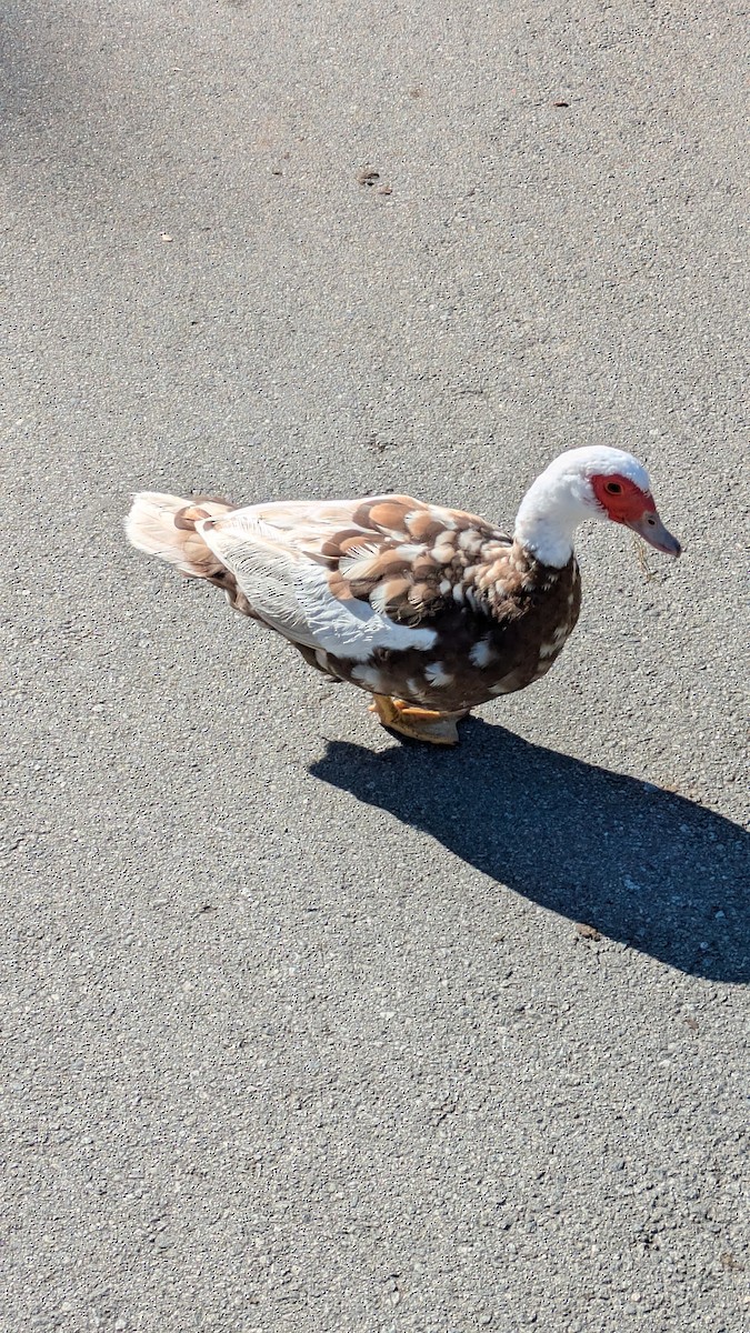 Muscovy Duck (Domestic type) - ML624549033