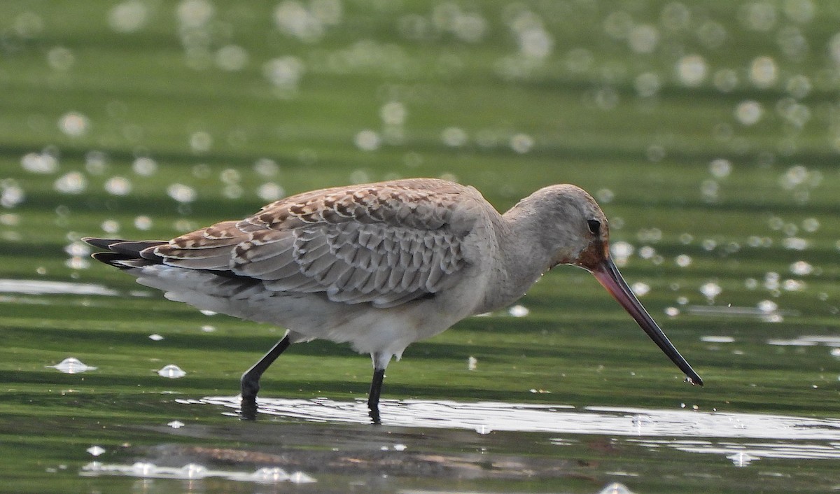 Hudsonian Godwit - Haydee Huwel