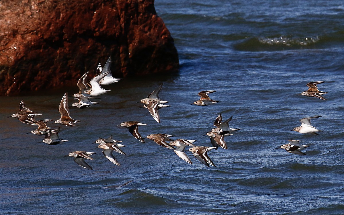 Sanderling - ML624549057