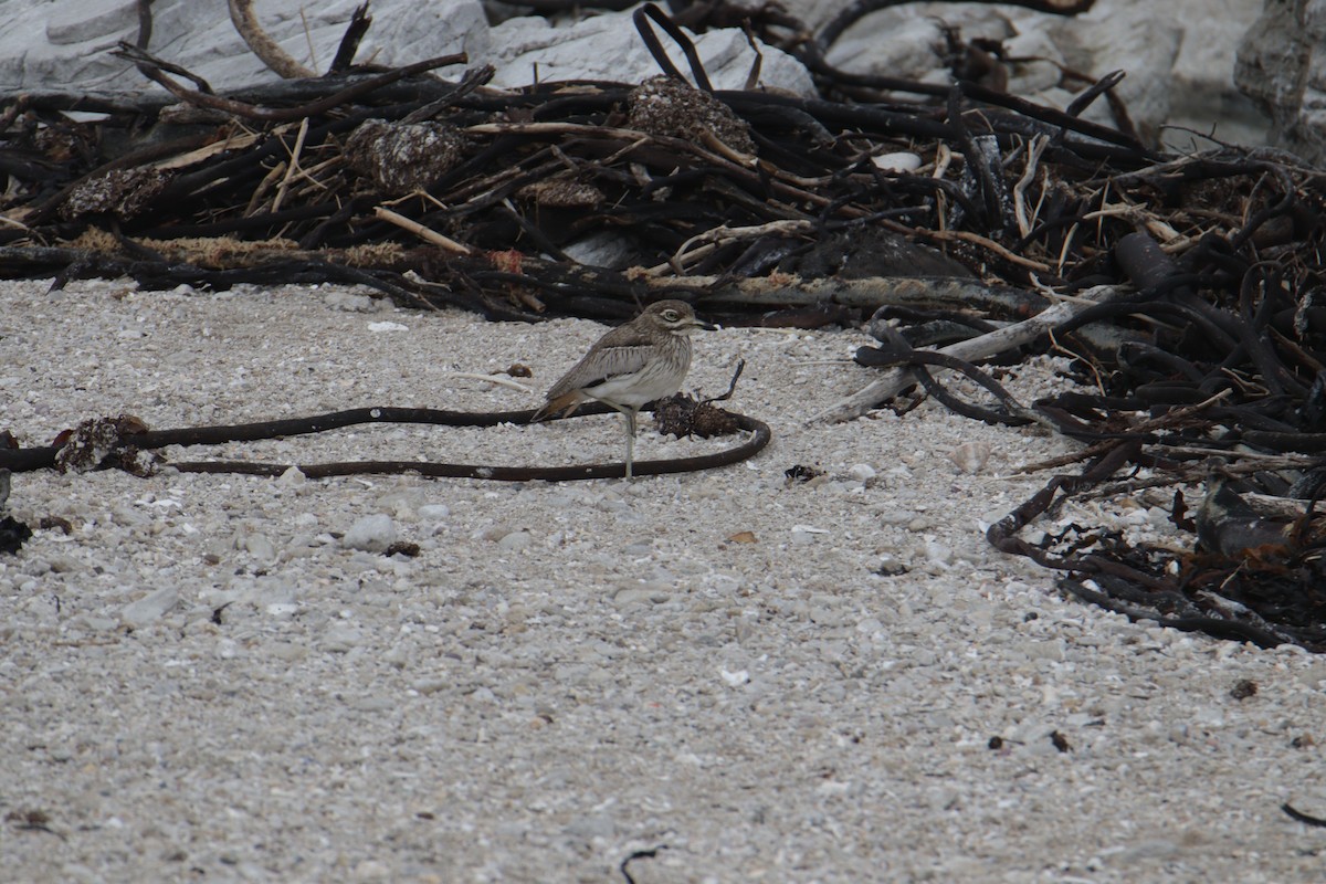 Water Thick-knee - ML624549063