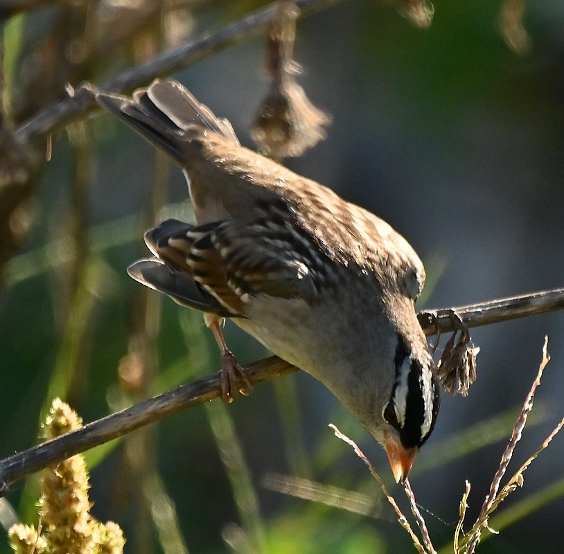 White-crowned Sparrow - ML624549064