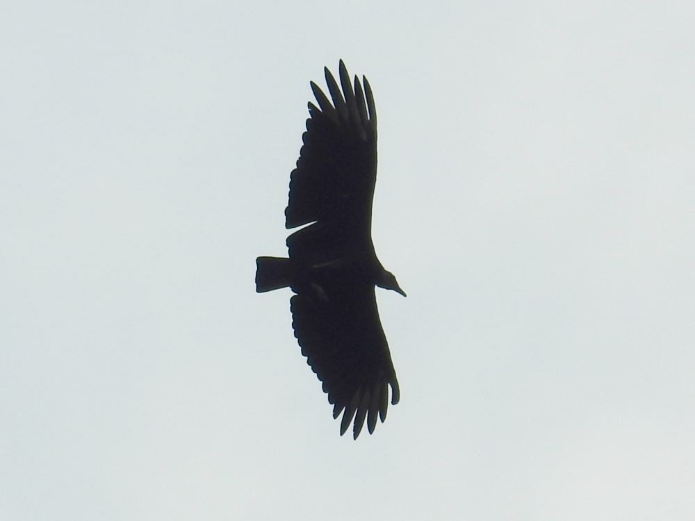 Black Vulture - ML624549065