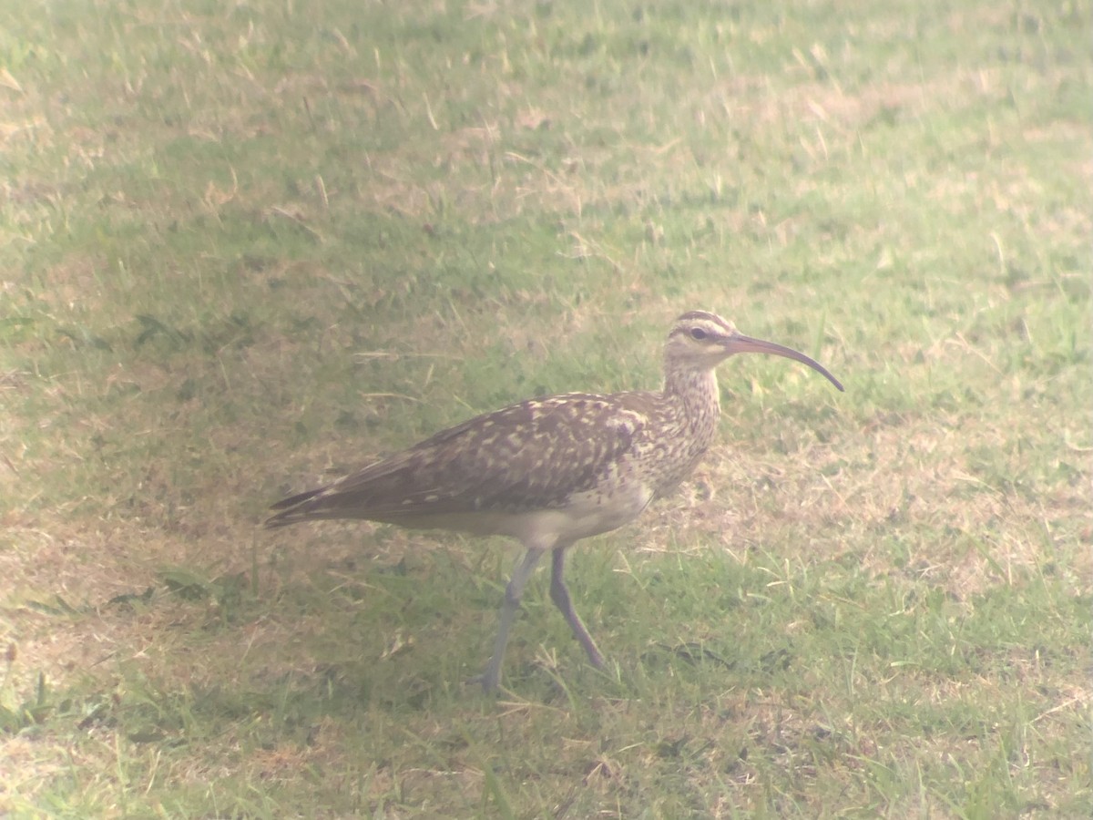 Bristle-thighed Curlew - ML624549066