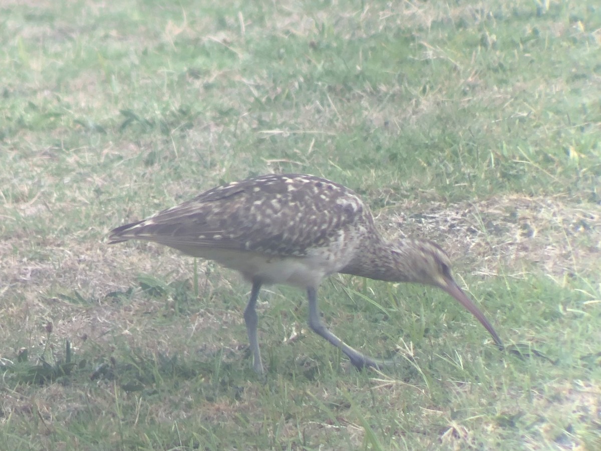 Bristle-thighed Curlew - ML624549067