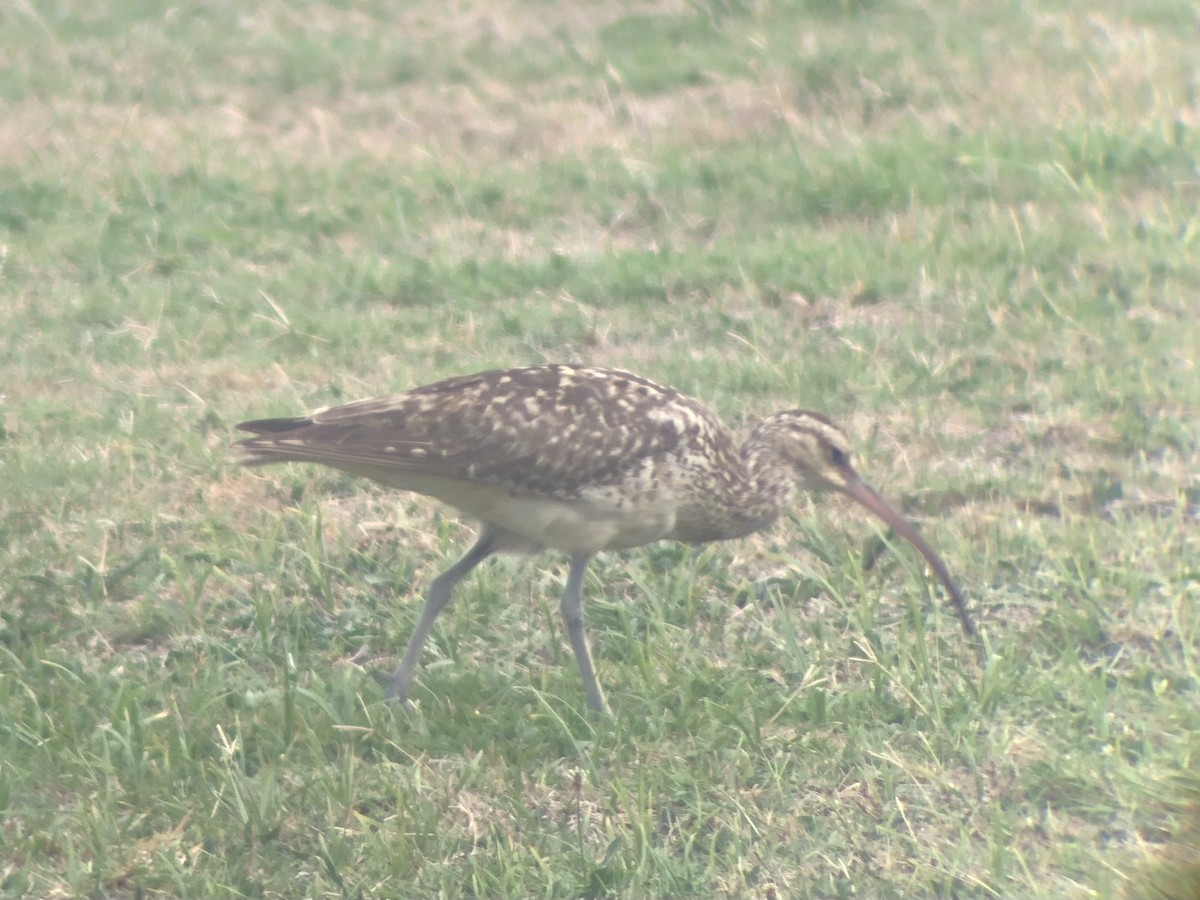 Bristle-thighed Curlew - ML624549068