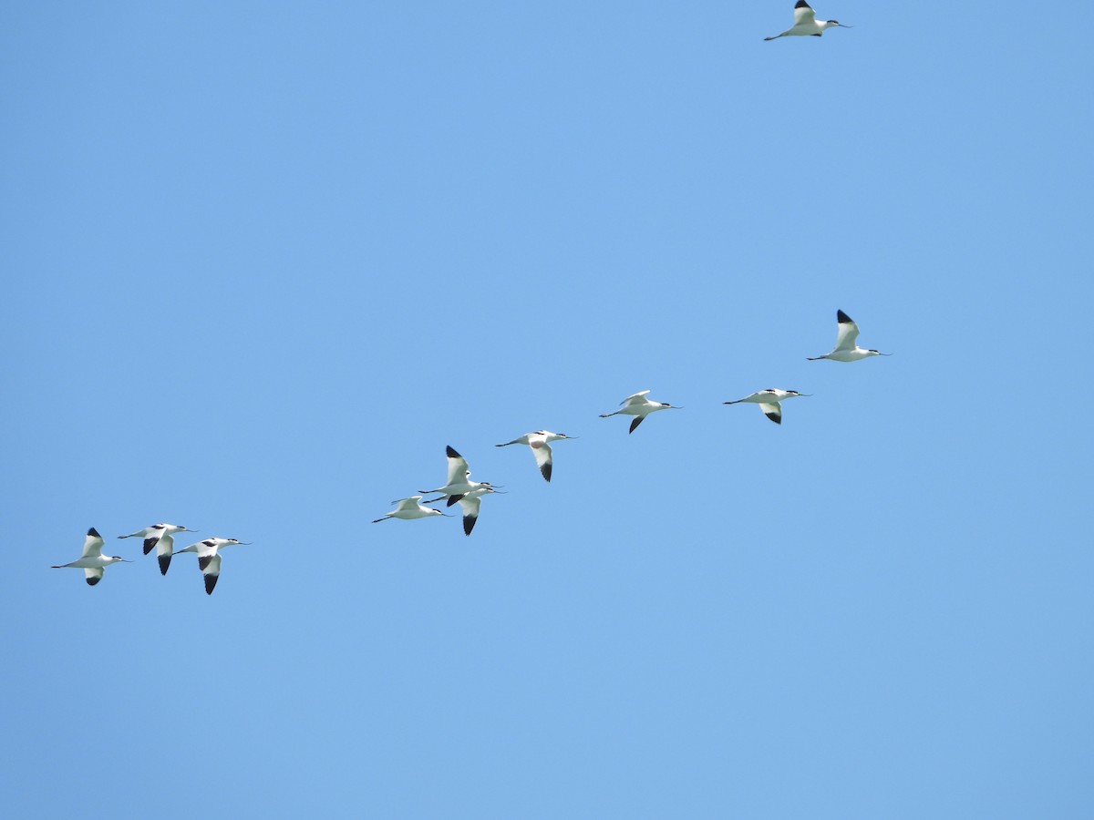 Pied Avocet - ML624549069