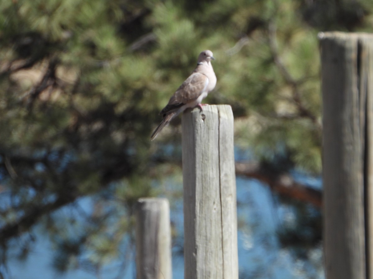 Eurasian Collared-Dove - ML624549070