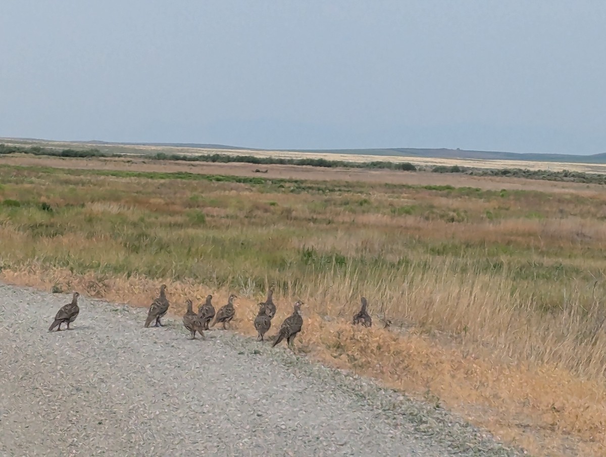 Greater Sage-Grouse - ML624549071