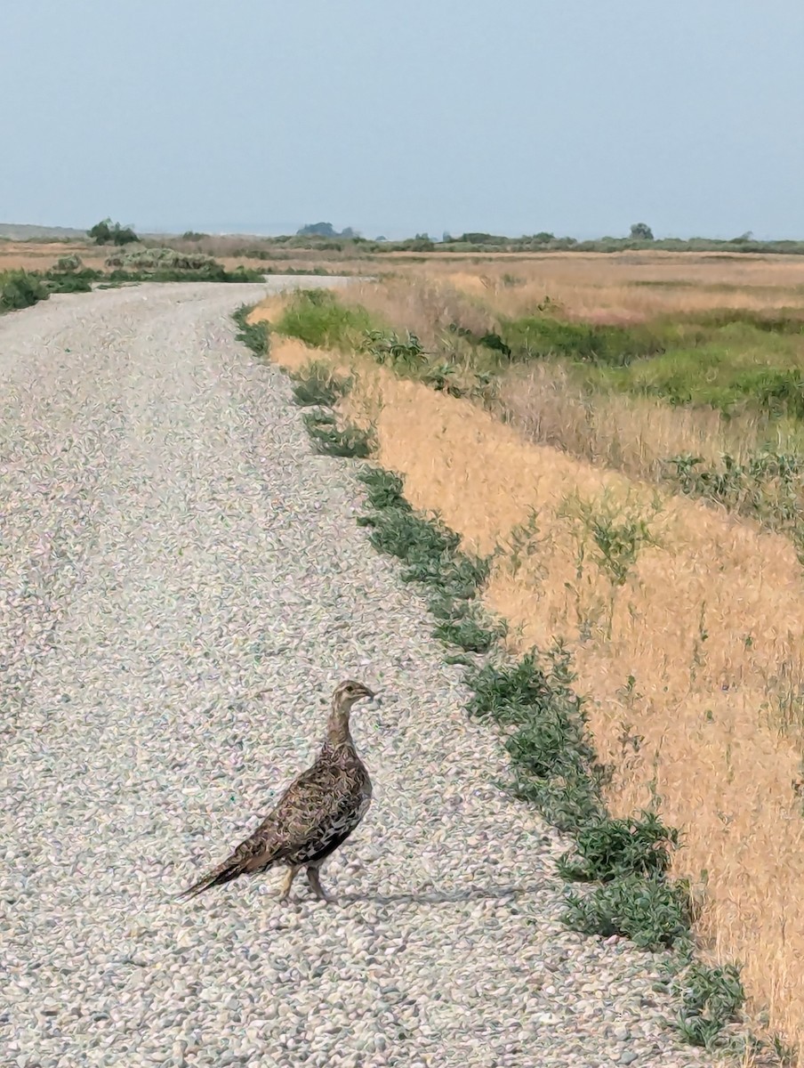 Greater Sage-Grouse - ML624549072