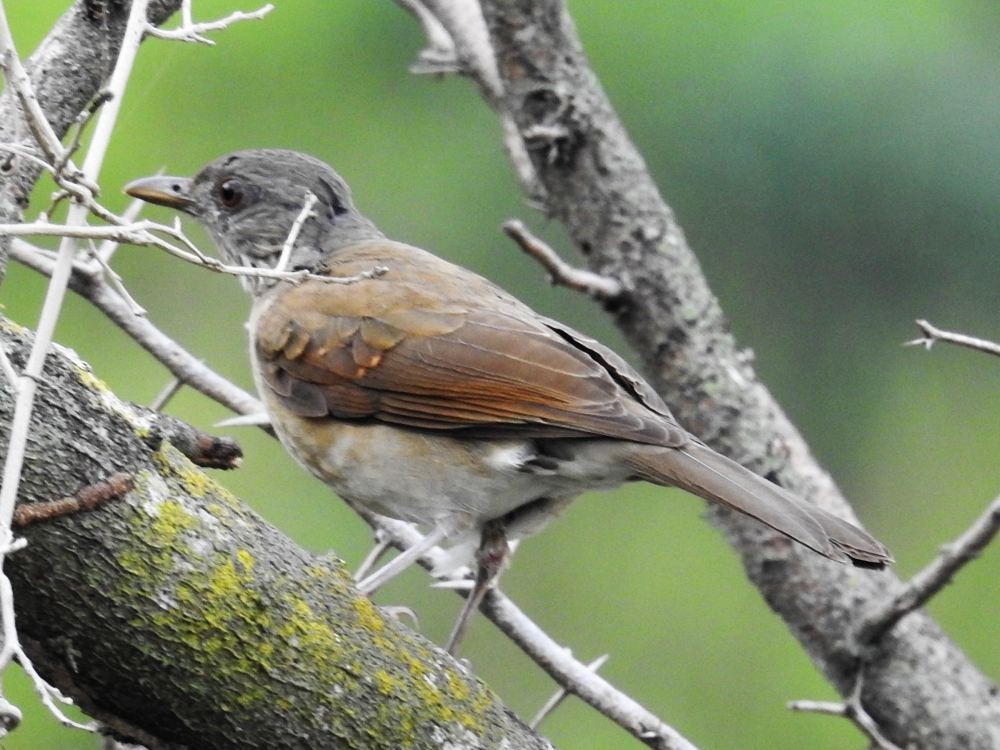 Pale-breasted Thrush - ML624549073