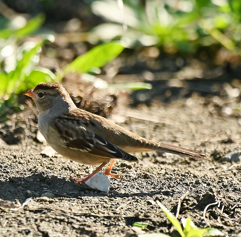 White-crowned Sparrow - ML624549074