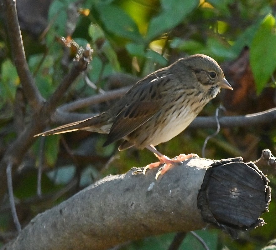 Lincoln's Sparrow - Regis Fortin