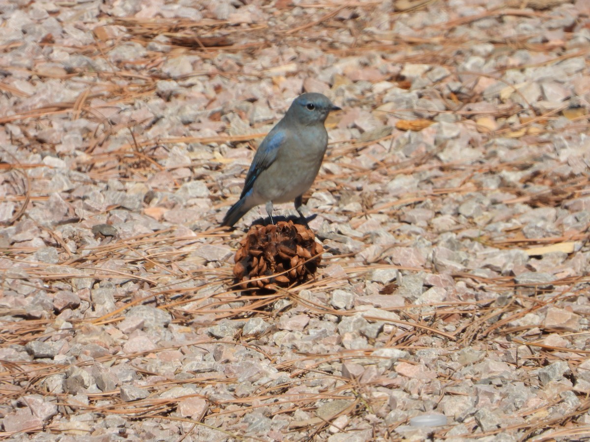 Mountain Bluebird - ML624549077