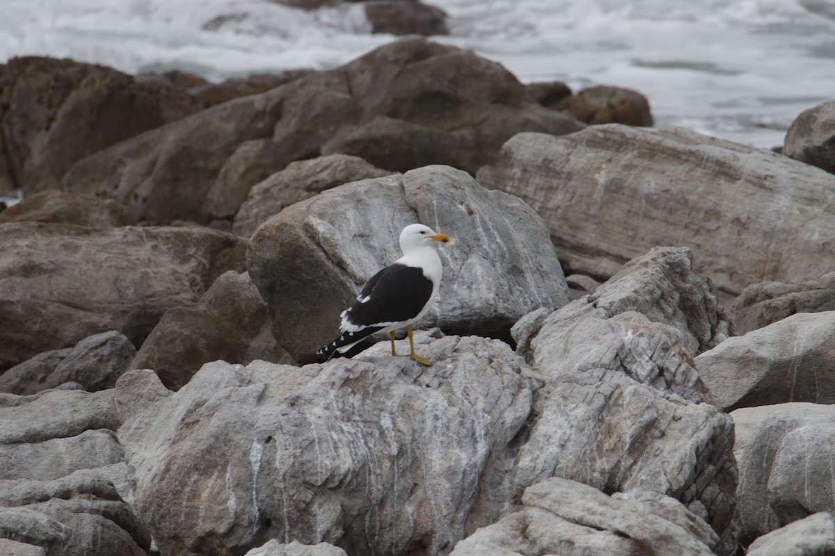 Kelp Gull - ML624549078