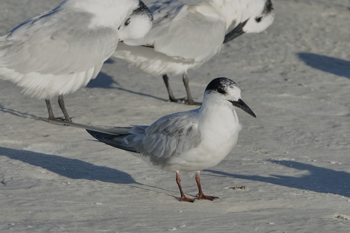 Common Tern - ML624549080