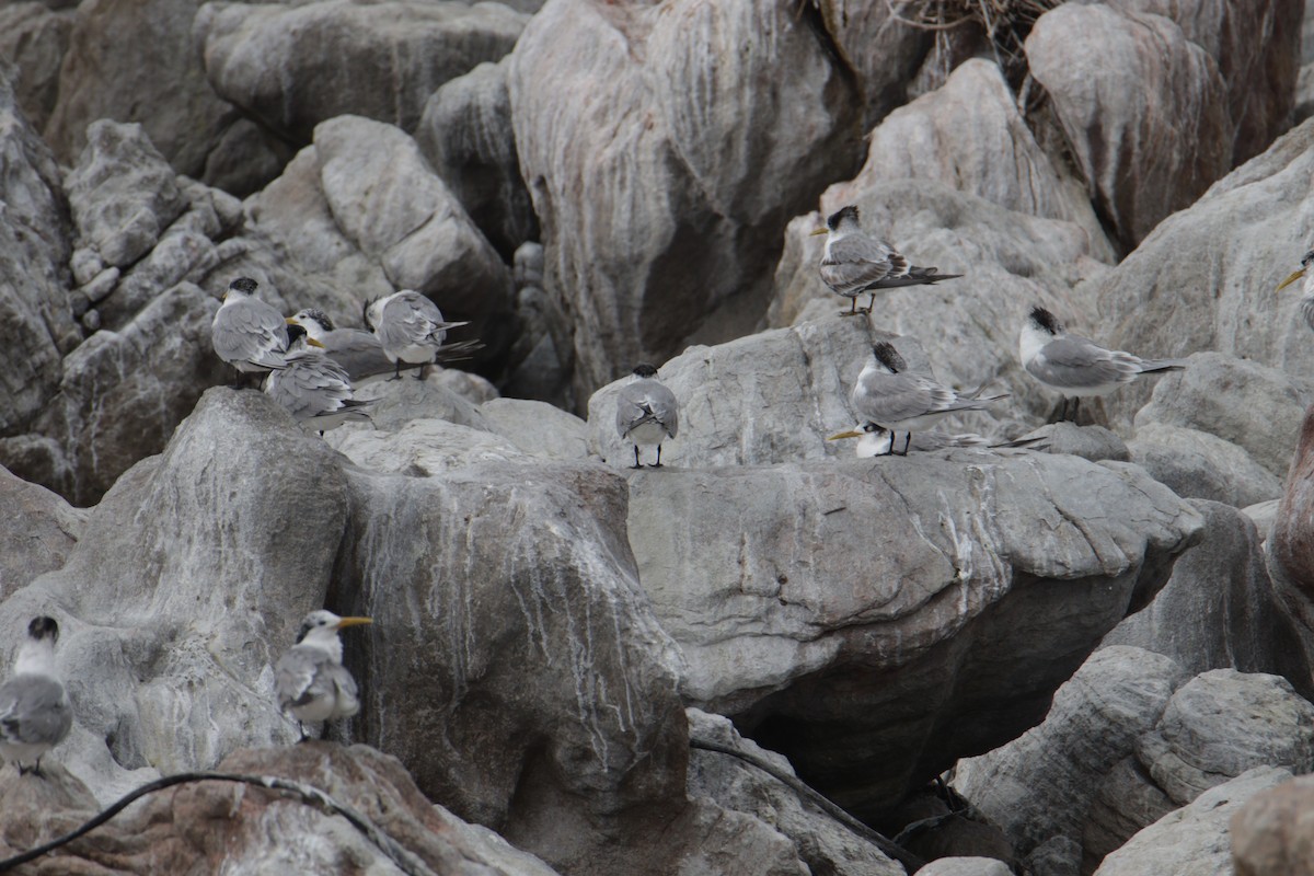 Great Crested Tern - Joao Pereira