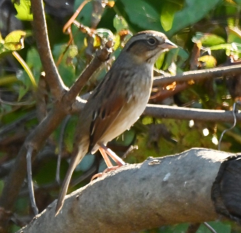 Swamp Sparrow - ML624549082