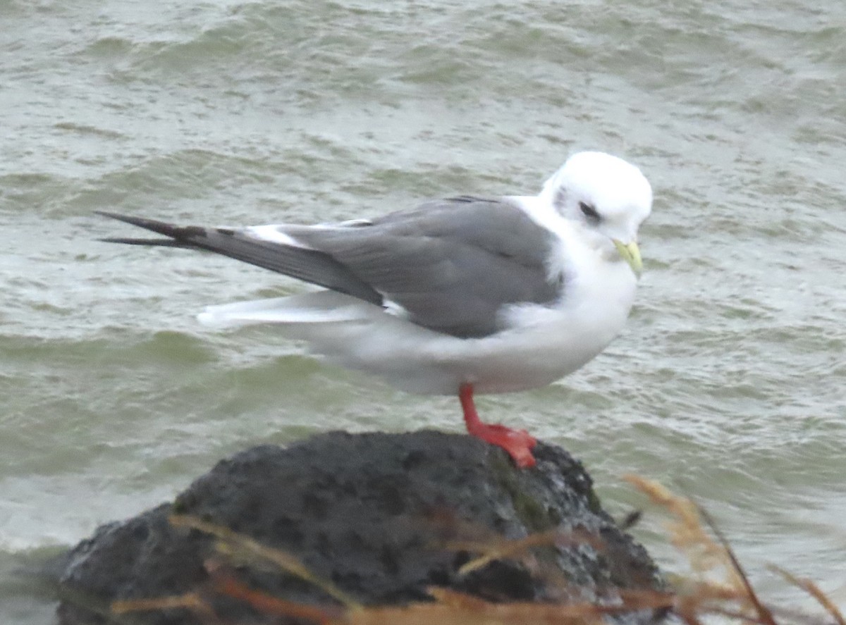 Black-legged Kittiwake - ML624549087