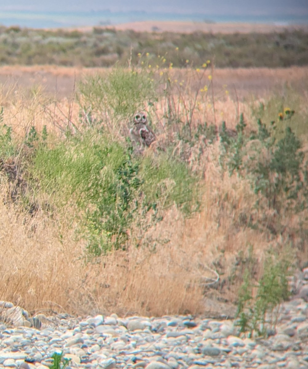 Short-eared Owl - ML624549096