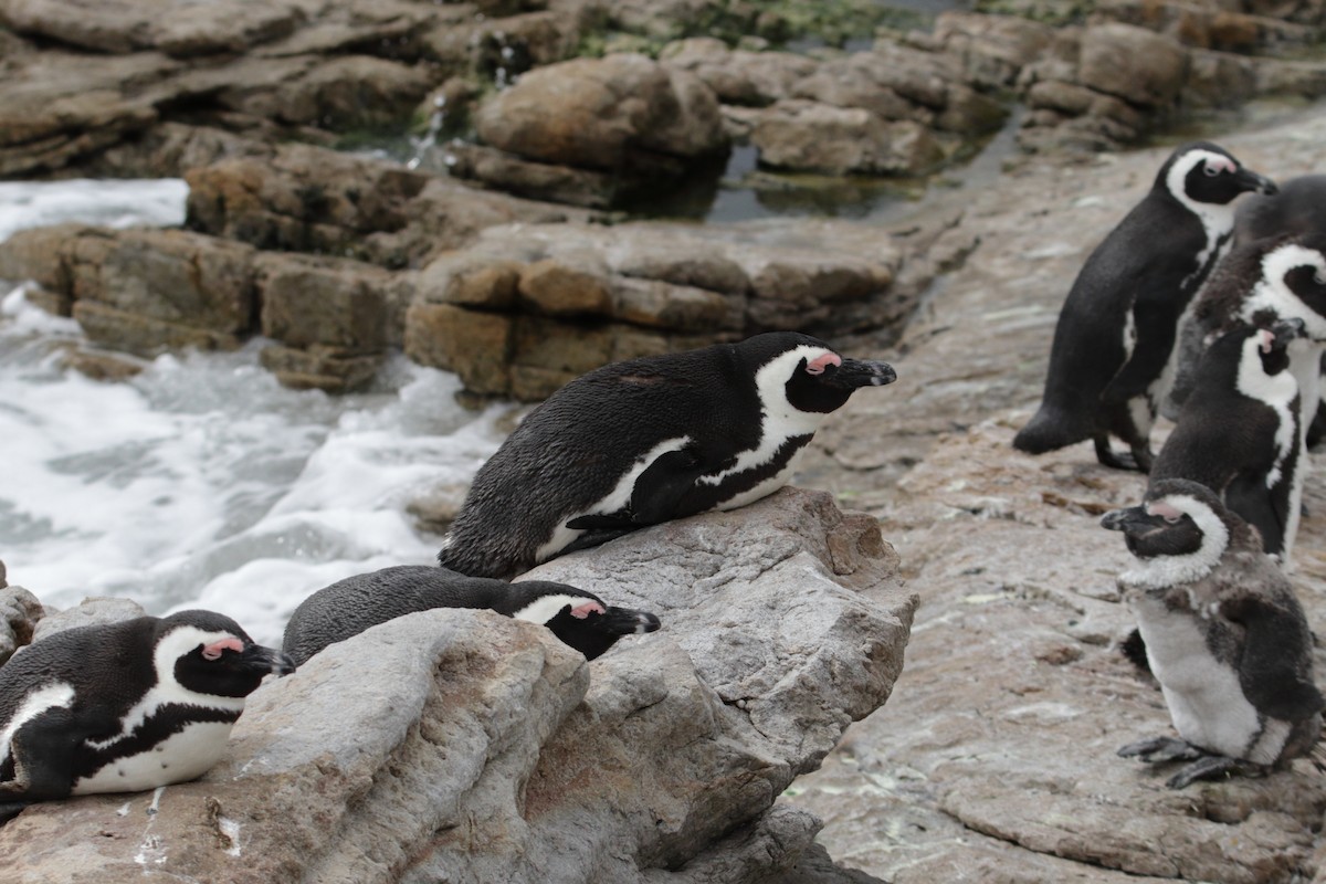 African Penguin - ML624549098