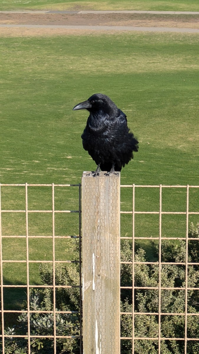 Common Raven - ML624549106