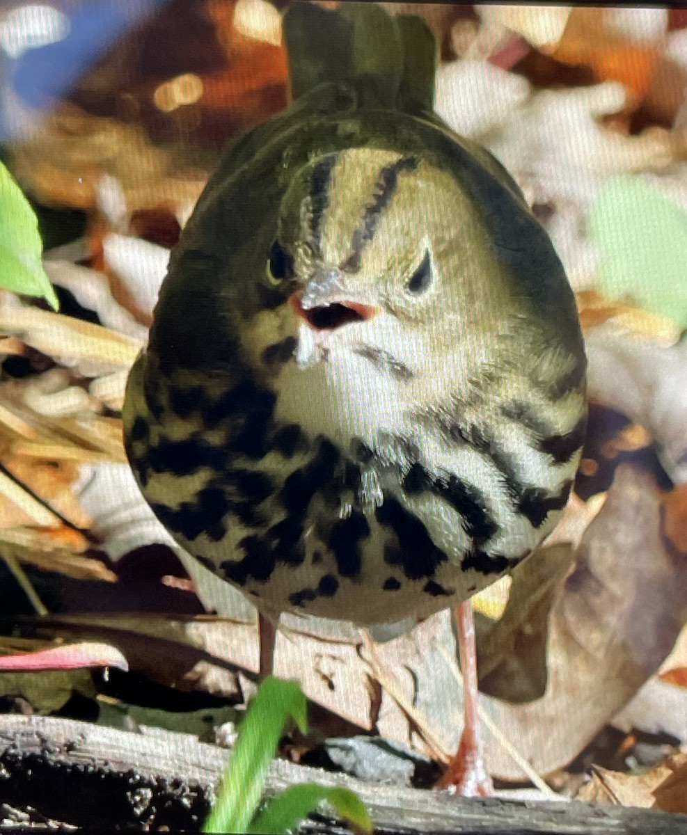 Ovenbird - ML624549117