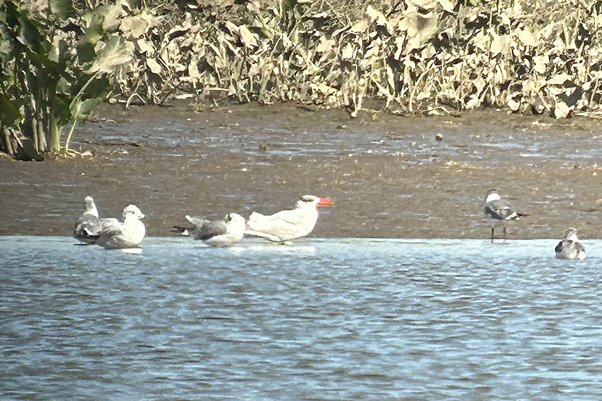 Caspian Tern - ML624549127