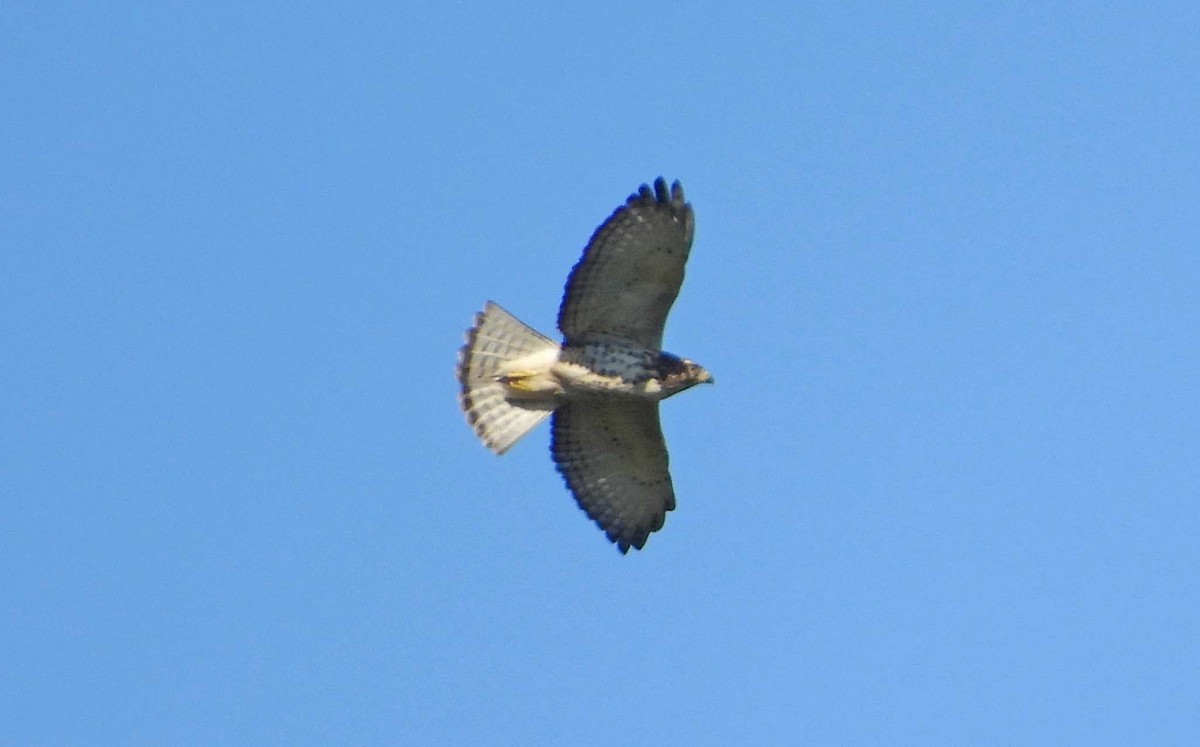 Red-tailed Hawk - ML624549130