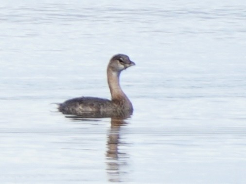 Pied-billed Grebe - ML624549165