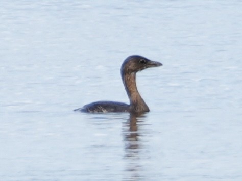 Pied-billed Grebe - ML624549166