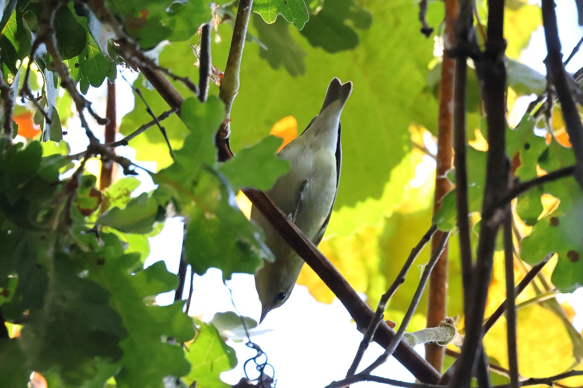 Tennessee Warbler - ML624549186
