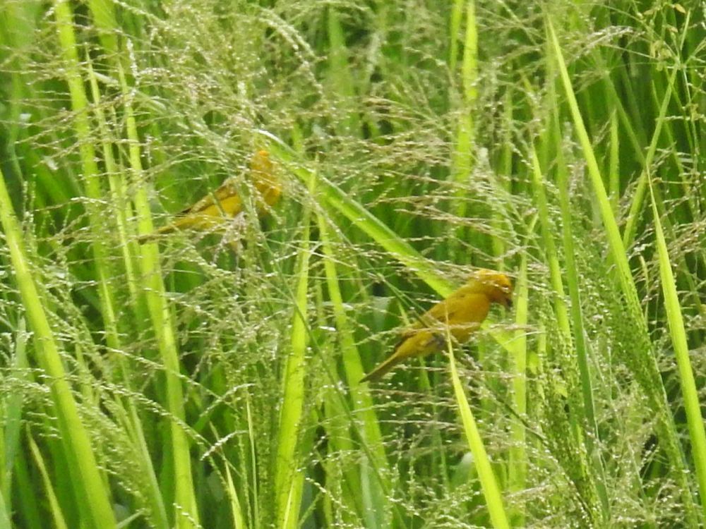 Saffron Finch - ML624549194