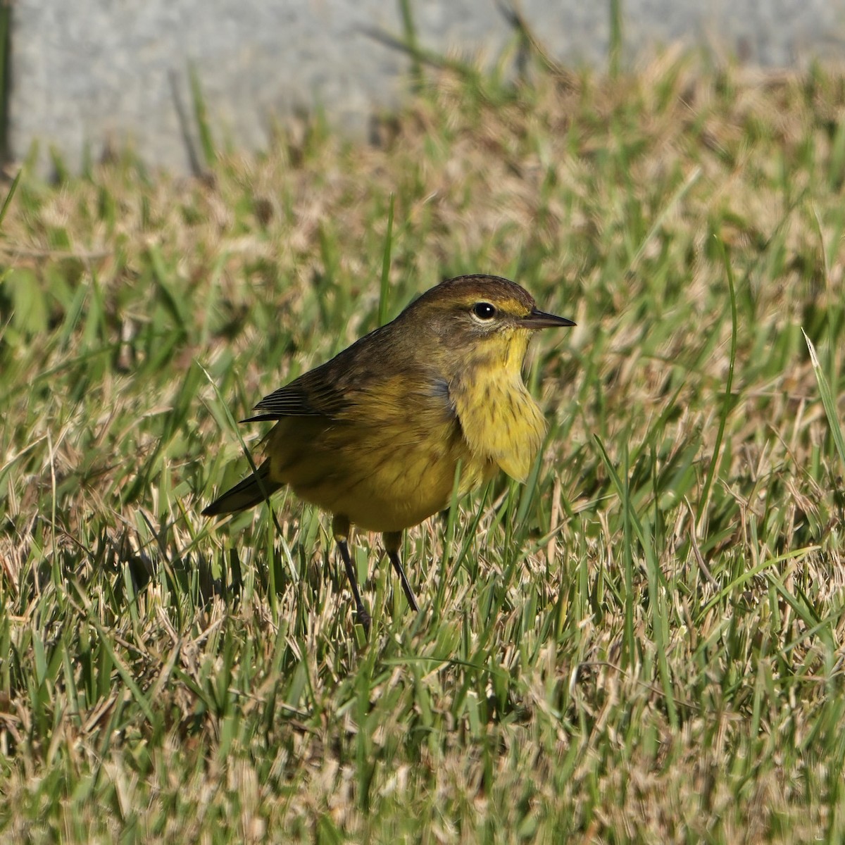 Palm Warbler - ML624549195