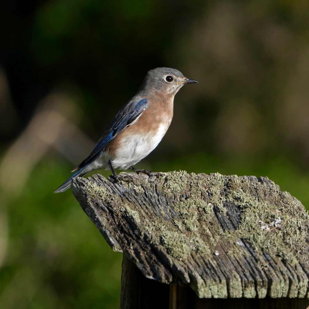 Eastern Bluebird - ML624549213