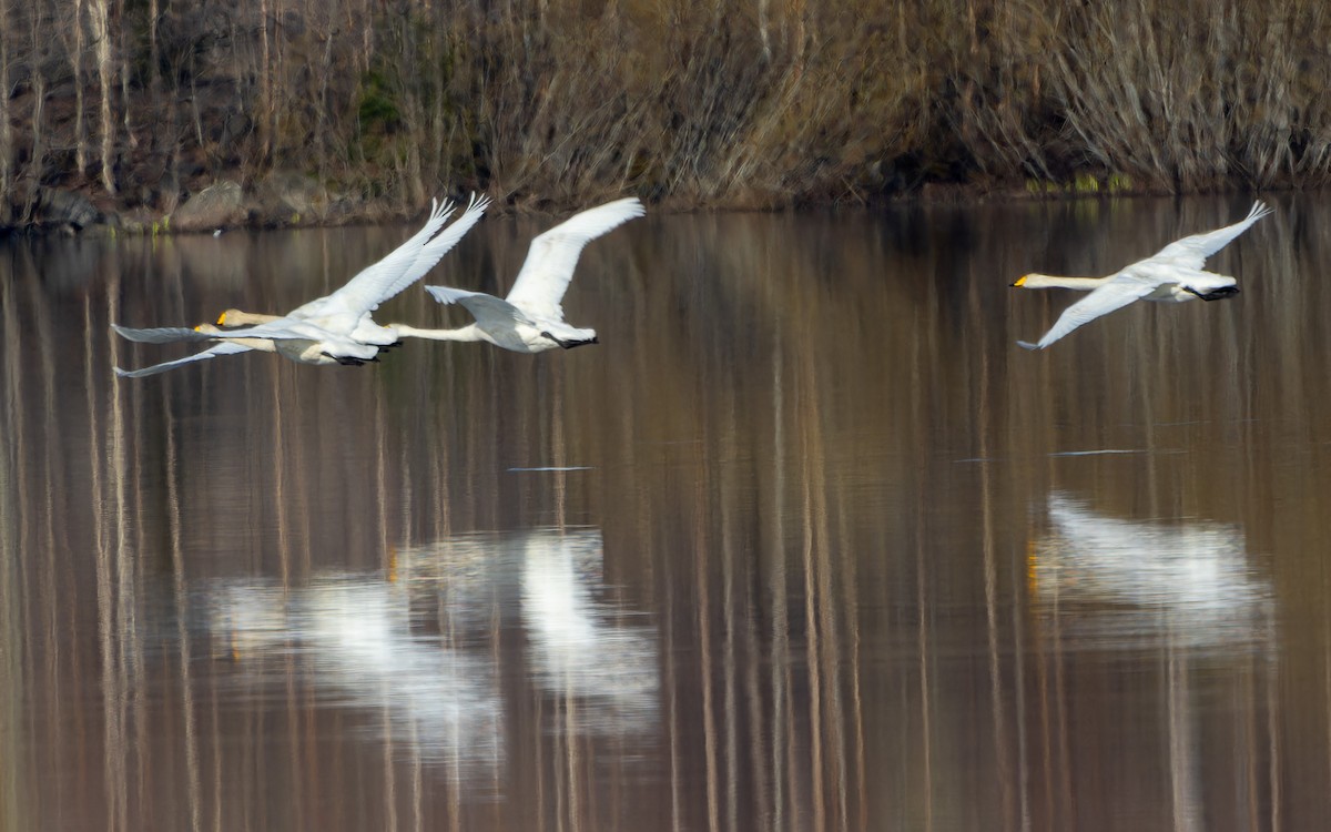 Cygne chanteur - ML624549219