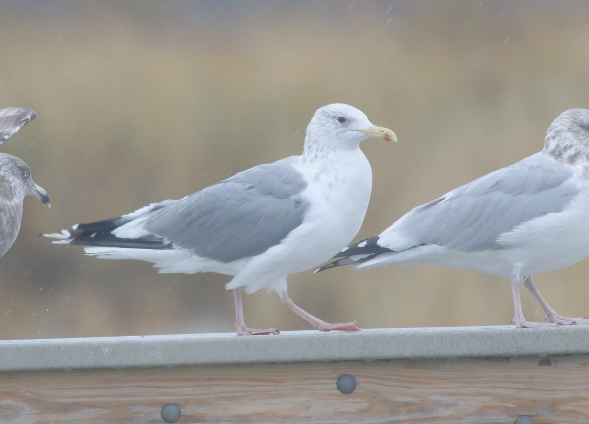 Gaviota Argéntea (vegae) - ML624549235