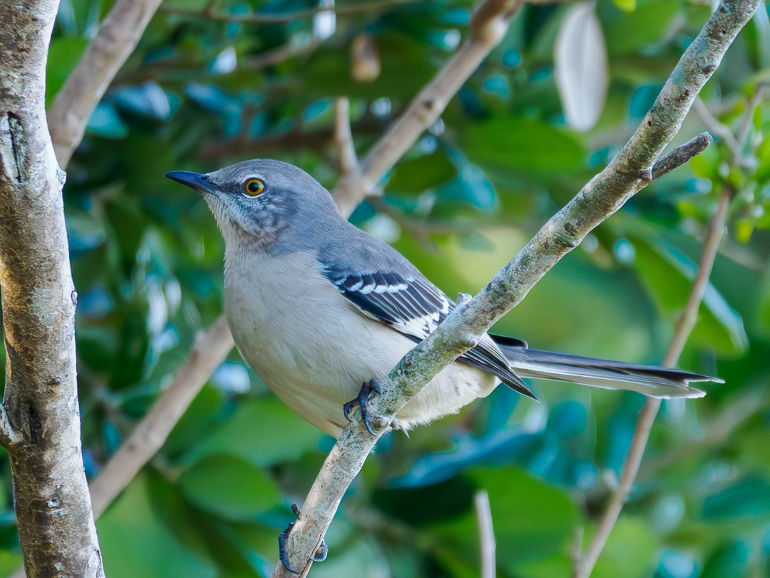 Northern Mockingbird - ML624549237