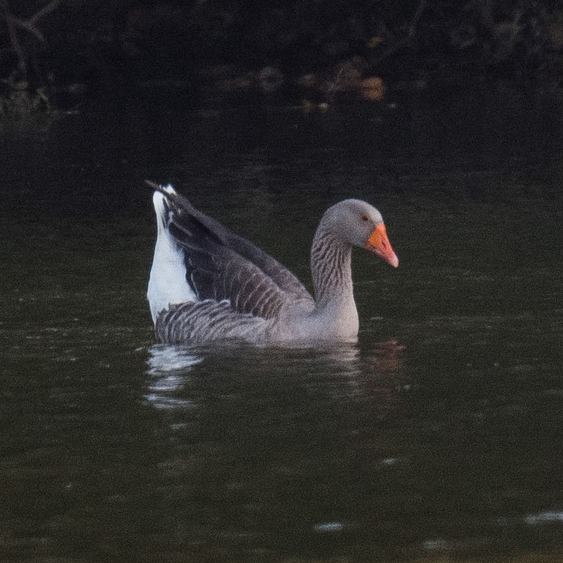Graylag Goose (Domestic type) - ML624549272