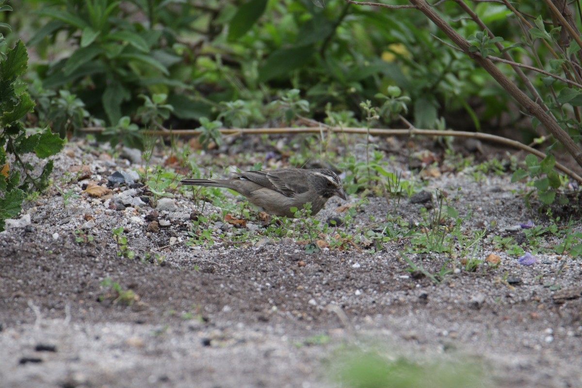 Streaky-headed Seedeater - ML624549295