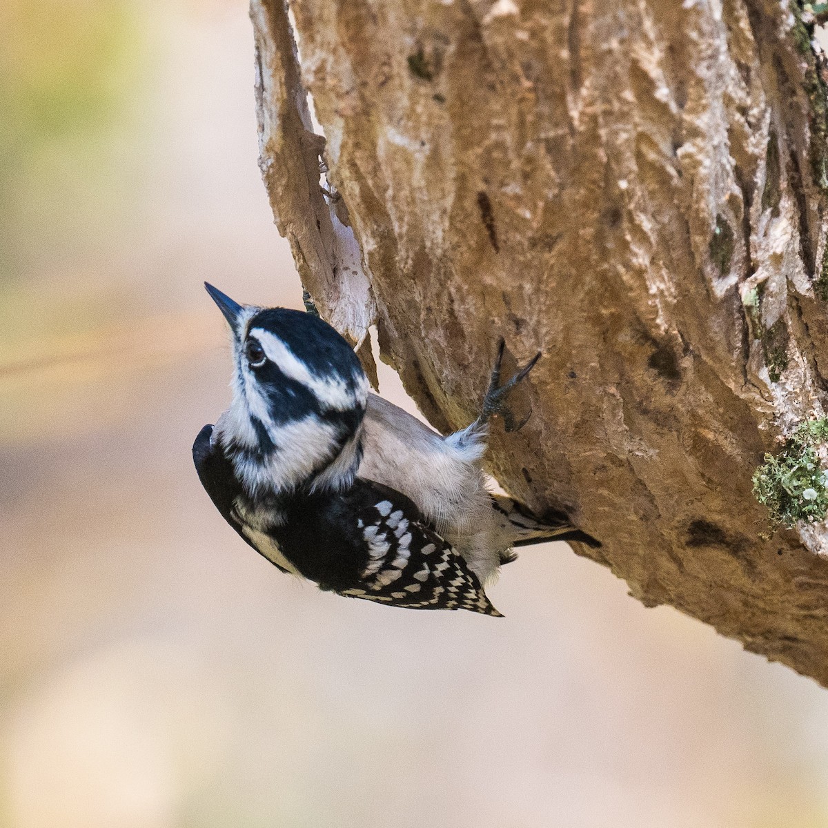 Downy Woodpecker - ML624549323