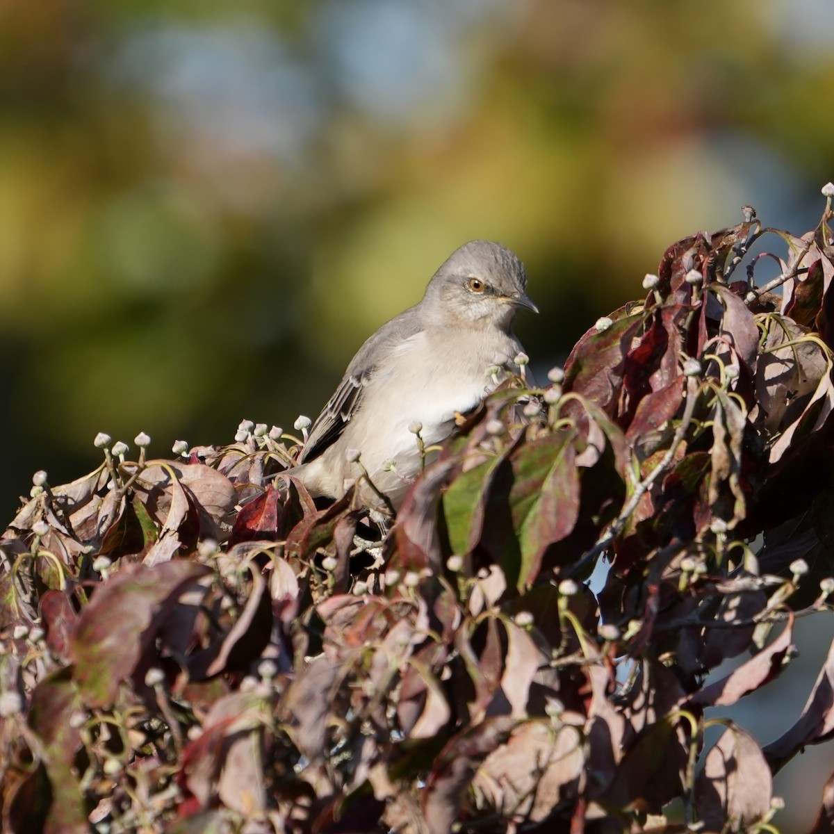 Northern Mockingbird - ML624549326